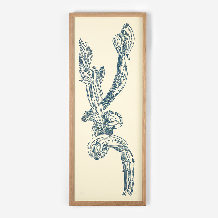 Crestata Loop – Édition